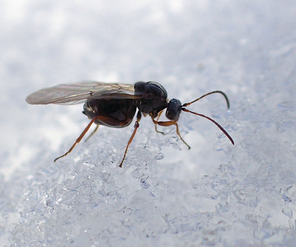 Family Cynipidae (Gall Wasps)