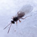 Cynipidae