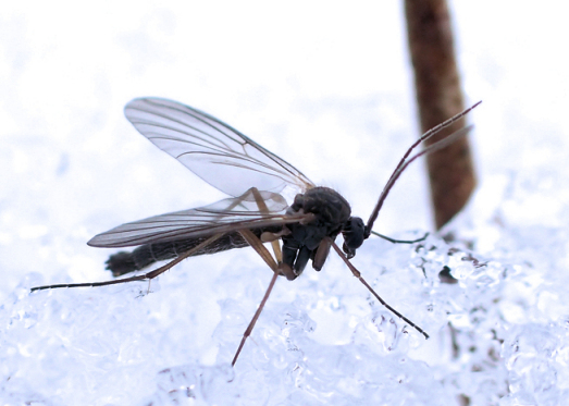Family Mycetophilidae (Fungus Gnats)