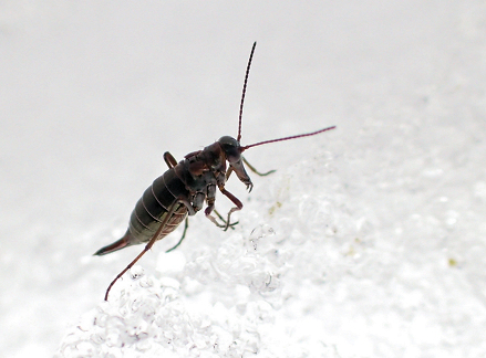 Boreus nivoriundus (Snow-born Boreus)