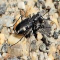 Cicindela scutellaris