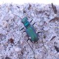 Cicindela scutellaris
