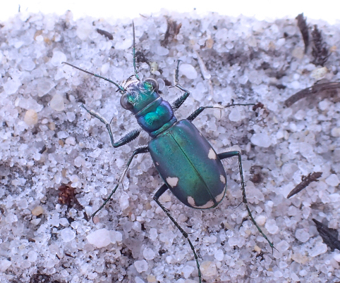 Cicindela scutellaris (Festive Tiger Beetle)
