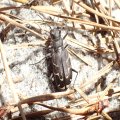 Cicindela tranquebarica