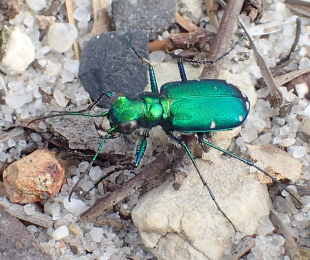 Cicindela sexguttata (Six-spotted Tiger Beetle)