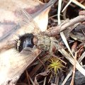 Epalpus signifer
