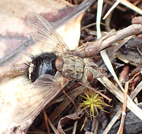 Epalpus signifer (Early Tachinid Fly)