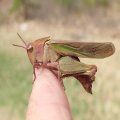 Chortophaga viridifasciata
