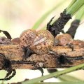 Toumeyella pini