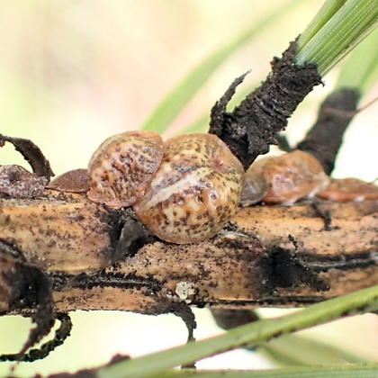 Toumeyella pini (Striped Pine Scale)