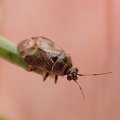 Deraeocoris nubilus