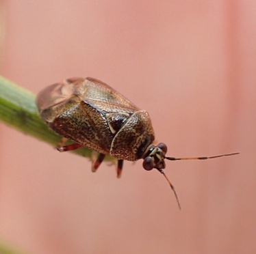 Deraeocoris nubilus