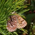 Callophrys niphon