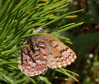 Callophrys niphon (Eastern Pine Elfin)