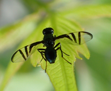 Genus Rivellia