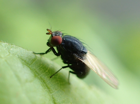 Family Lauxaniidae (Lauxaniid Flies)