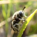 Microdon manitobensis