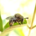 Microdon manitobensis