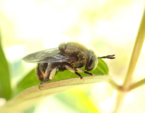 Microdon manitobensis (Greater Ant Fly)