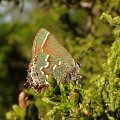 Callophrys gryneus