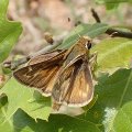 Hesperia metea
