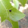Synolabus bipustulatus
