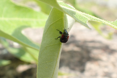 Synolabus bipustulatus (Red-shouldered Leaf Rolling Weevil)