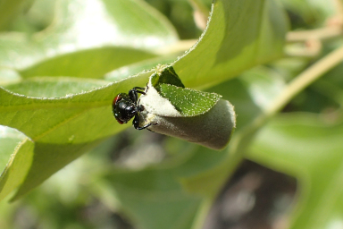Synolabus bipustulatus (Red-shouldered Leaf Rolling Weevil)