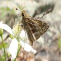Hesperia metea