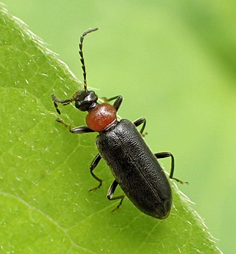 Family Pyrochroidae (Fire-colored Beetles)