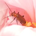 Nacerdes melanura