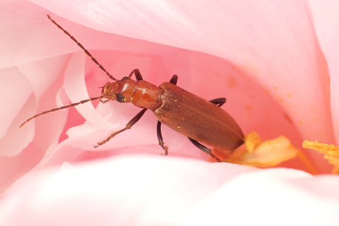 Nacerdes melanura (Wharf Borer)