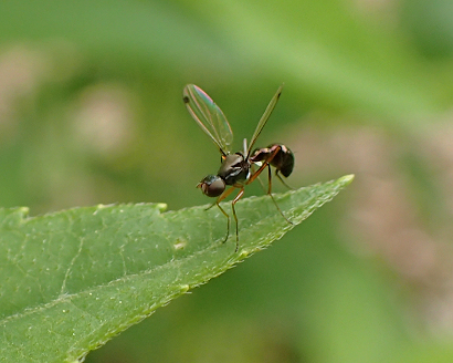 Genus Sepsis