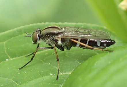 Genus Ozodiceromyia