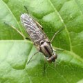 Ozodiceromyia