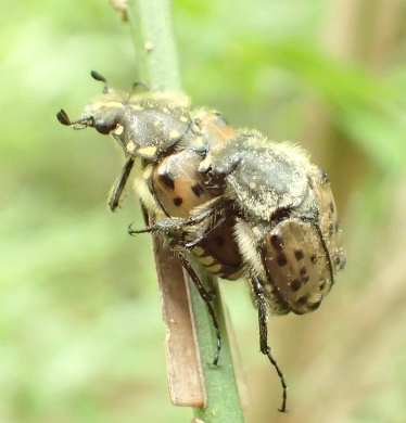 Gnorimella maculosa (Maculated Scarab)