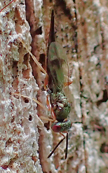 Family Pteromalidae