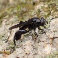 Chalcosyrphus