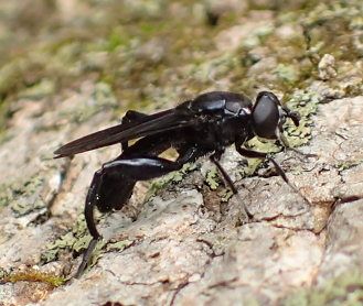 Genus Chalcosyrphus (Leafwalkers)