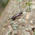 Xiphydria maculata