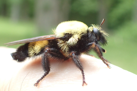 Genus Laphria (Bee-like Robber Flies)