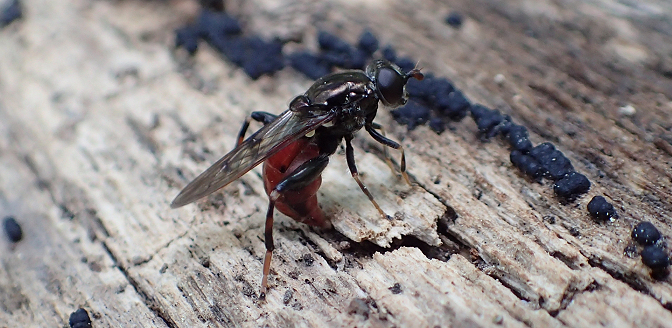 Chalcosyrphus libo (Long-haired Forest Fly)