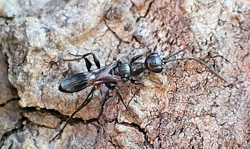 Ampulex canaliculata