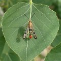 Synanthedon acerni
