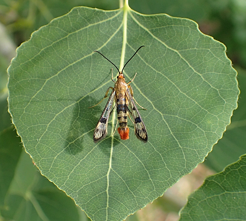 Synanthedon acerni (Maple Callus Borer Moth)