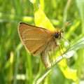 Thymelicus lineola