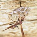 Polistes exclamans