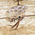 Polistes exclamans