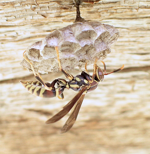 Polistes exclamans (Common Paper Wasp)