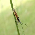 Leptopterna dolabrata